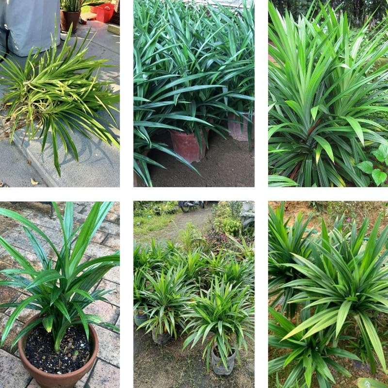 Pandan Live Plant 2ft Tall, Pandan Edible Plant Live for Grow Indoors Outdoor, Tropical Herb Plants