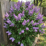Purple Lilac Plants 12–18" Tall, Well Rooted Live Flowering Lilac Shrubs for Patio, Container and Backyard Landscaping