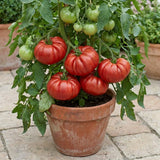 Set 1000 Beefsteak Tomato Seeds, Beefsteak Tomato Plant Live, Large Tomatoes Seeds for Outdoor Gardening