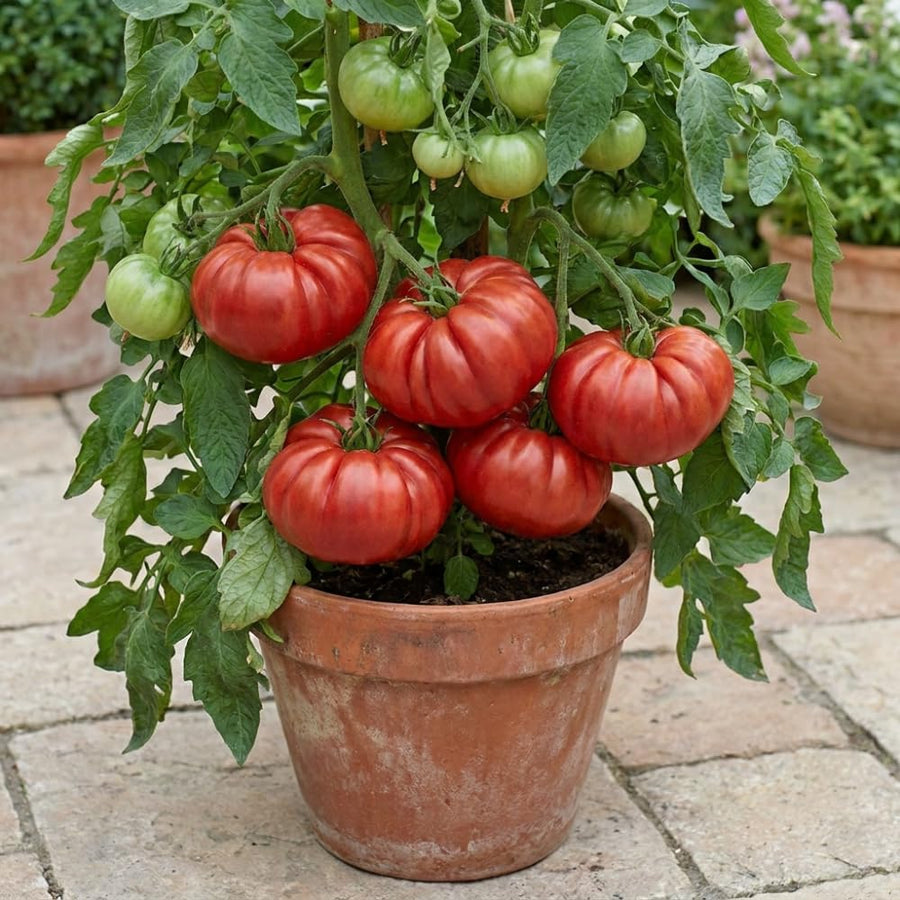 Set 1000 Beefsteak Tomato Seeds, Beefsteak Tomato Plant Live, Large Tomatoes Seeds for Outdoor Gardening