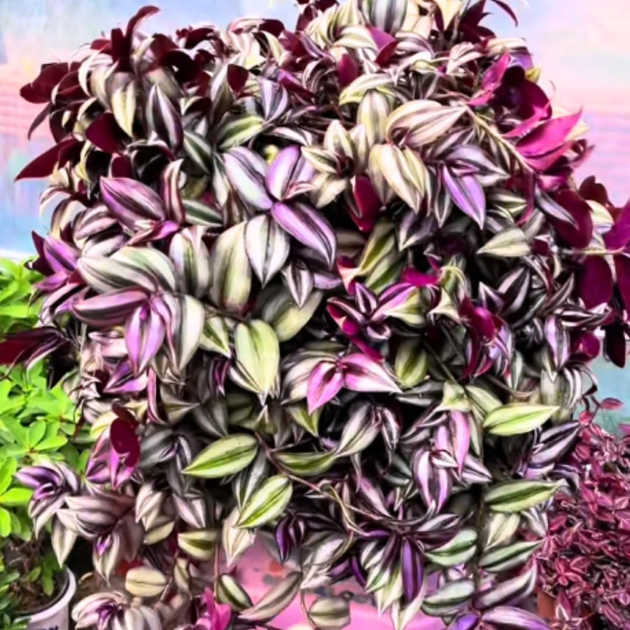 Live Purple Wandering Jew Plant, Tradescantia Zebrina Plants, 4 Inch Pot for Indoor Houseplant