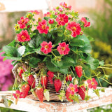 Set 3 Everbearing Strawberry Plants, Easy tp Plant, Sweet Strawberry Plants Live, Outdoor Gardening