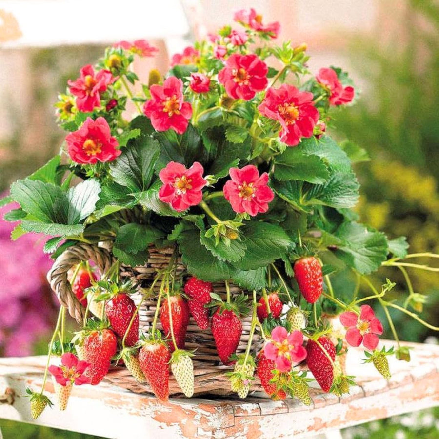 Set 3 Everbearing Strawberry Plants, Easy tp Plant, Sweet Strawberry Plants Live, Outdoor Gardening