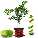 Thai Lime Tree Live Plant 2 Years Old, Ready to Bear Fruit, Grafted Fragrant Citrus Lime Fruit, 2-3 Feet Tall, Zones 9-11