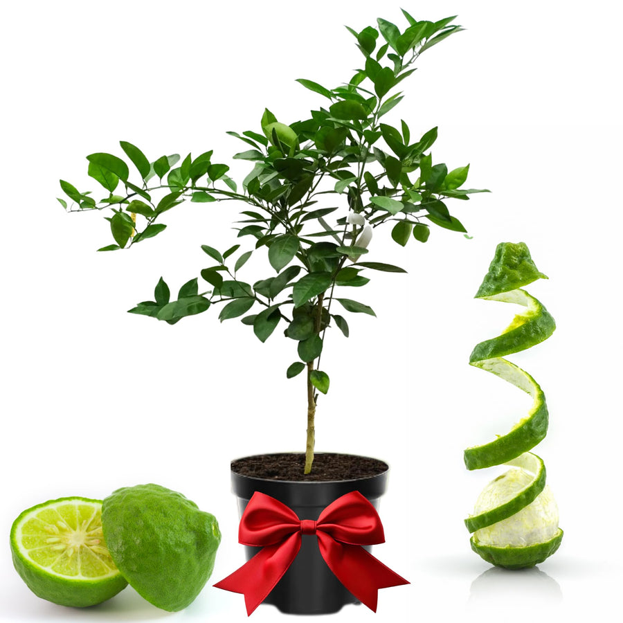 Thai Lime Tree Live Plant 2 Years Old, Ready to Bear Fruit, Grafted Fragrant Citrus Lime Fruit, 2-3 Feet Tall, Zones 9-11