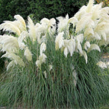 3 Pampas Grass Plants Live for Planting, White Pampas Grass Live Plant Ornamental Garden Indoor Outdoor