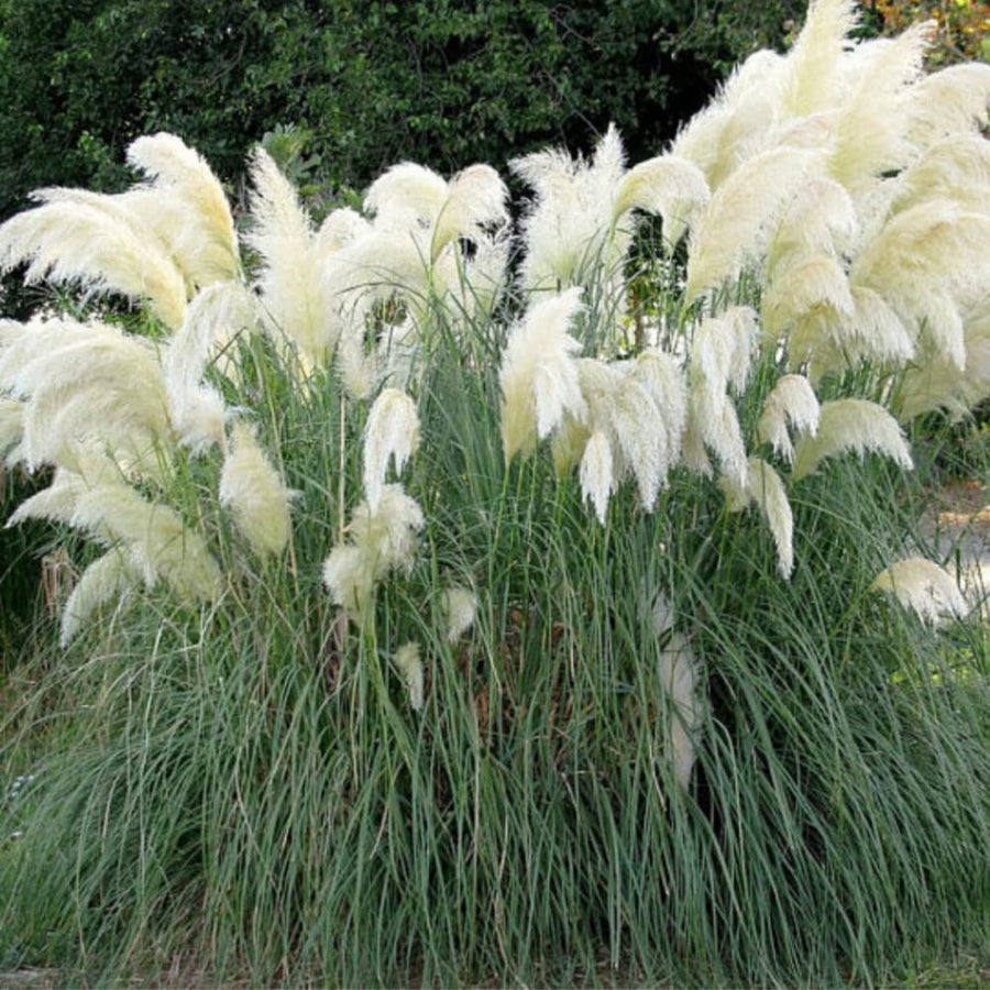3 Pampas Grass Plants Live for Planting, White Pampas Grass Live Plant Ornamental Garden Indoor Outdoor