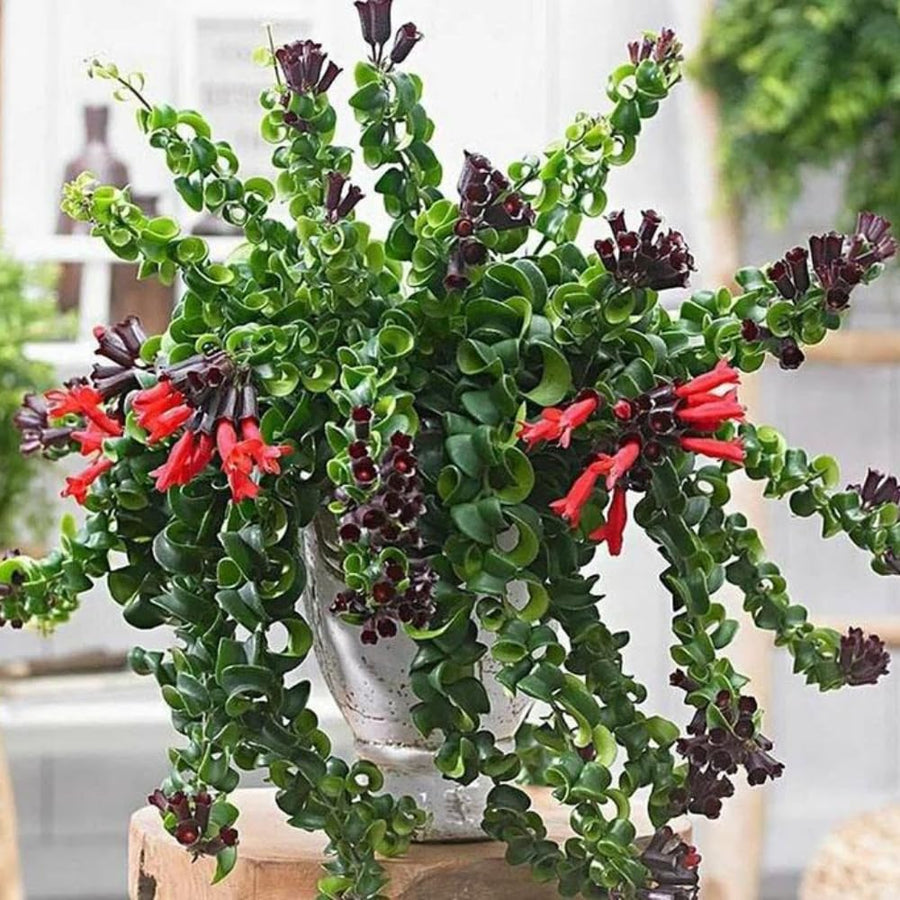 Curly Lipstick Plant Live, Rare Twisted Lipstick Aeschynanthus Houseplant in 3" Pot