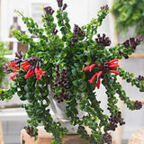 Set 2 Rare Curly Lipstick Houseplant, Trailing Lipstick Aeschynanthus Plants, in 3" Pots, Easy Indoor Plant
