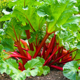 5 XL Size Rhubarb Crowns for Planting, Fast-Growing, Rhubarb Root Division Plant, High Yield, Rich Flavor, Red Stalks