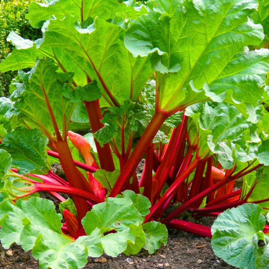 5 XL Size Rhubarb Crowns for Planting, Fast-Growing, Rhubarb Root Division Plant, High Yield, Rich Flavor, Red Stalks