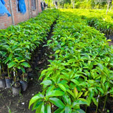 16-20" Cold Hardy HASS Avocado Tree Live Plant in Half Gallon, 1 Year Old Avocados Seedling for Planting, No CA