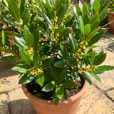 Bay Leaf Plant, Bay Leaf Tree Live Plant, 3-5 Inc Tall, Sweet Laurel Herb Plants for Container and Outdoor Garden