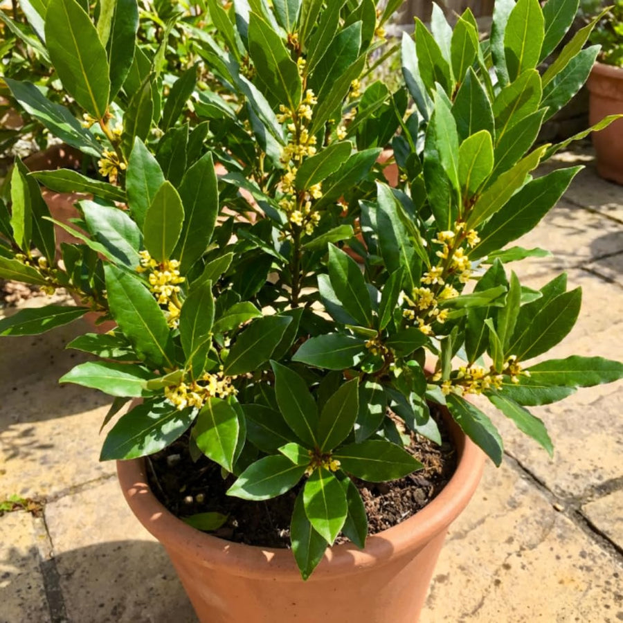 Bay Leaf Plant, Bay Leaf Tree Live Plant, 3-5 Inc Tall, Sweet Laurel Herb Plants for Container and Outdoor Garden