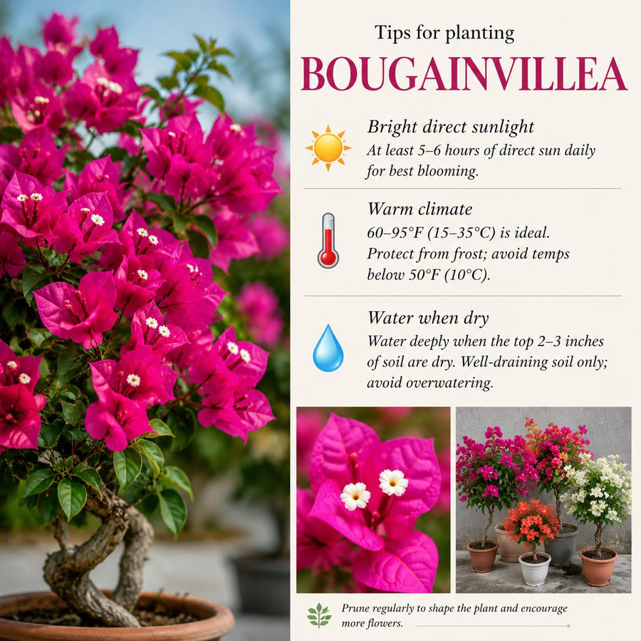 2 Trailing Bougainvillea Plants Live, Hardy Flowering Bougainvillea Plants for Hanging Basket, Container Growing, 4-8 Inches Tall (Golden)