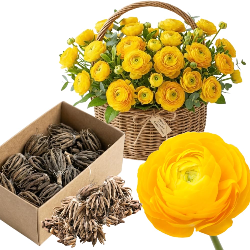 Ranunculus Bulbs, 25 Ranunculus Bulbs, French Peony Style Buttercup Corms, Spring Blooming Garden Flowers, Vibrant Flower Plant (Yellow Ranunculus)