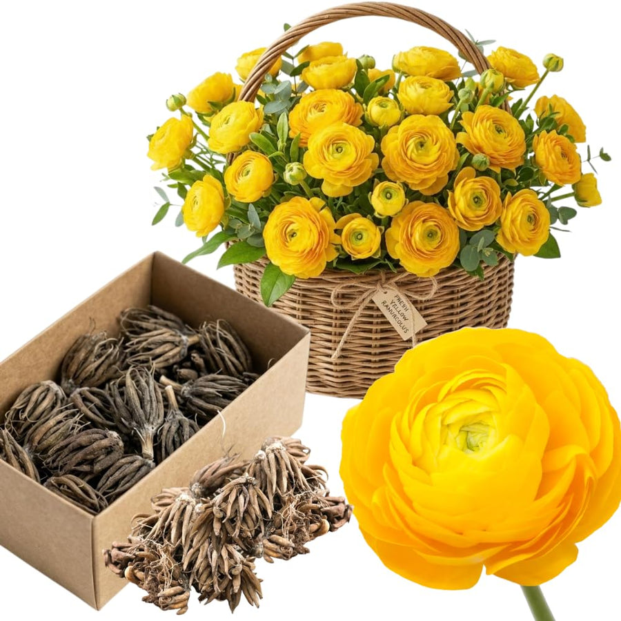 Ranunculus Bulbs, 25 Ranunculus Bulbs, French Peony Style Buttercup Corms, Spring Blooming Garden Flowers, Vibrant Flower Plant (Yellow Ranunculus)