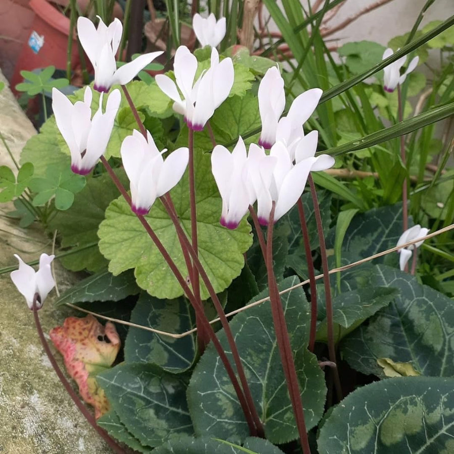 Live White Cyclamen Plant, Cyclamen Flower Live Plant, Hardy Indoor Flowering Houseplant 5-7 Inches Tall,Ready to Grow