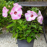 Set 2 Hardy Hibiscus Plants Live, Perennial Hibiscus Flower Trees 5-9 Inches, Outdoor Garden Planting - Pink Hibiscus