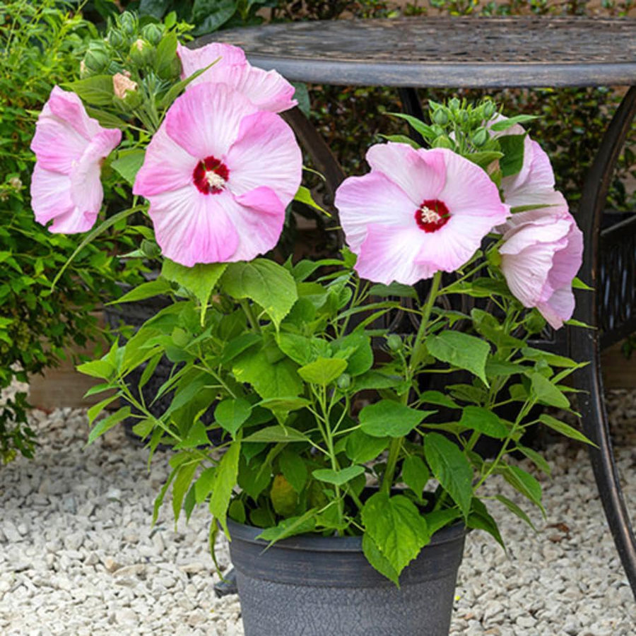 Set 2 Hardy Hibiscus Plants Live, Perennial Hibiscus Flower Trees 5-9 Inches, Outdoor Garden Planting - Pink Hibiscus