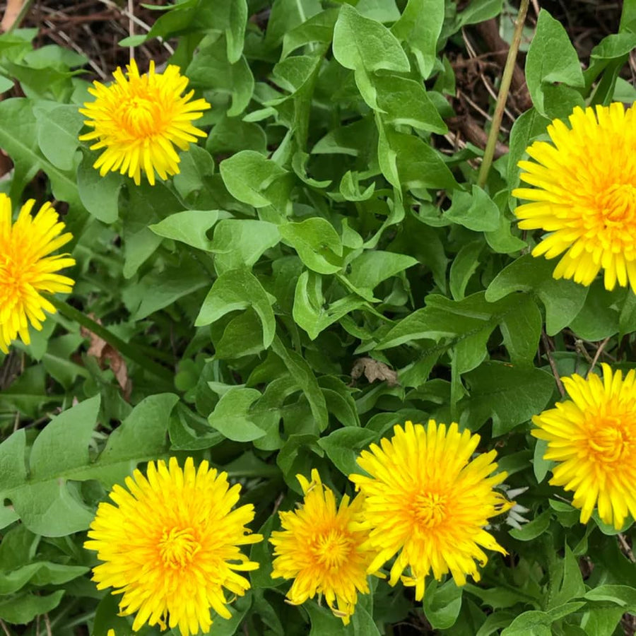 Dandelion Plant Live, Yellow Dandelion Live Plant, Hardy Flowers for Outdoor Growing, 4-6 Inc Tall, 4 Inc Pot
