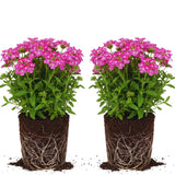 2 Pink Verbena Plants Live for Planting, Colorful Blooming Flower Plant, Verbena Live Plants, 5 to 7 Inc Tall