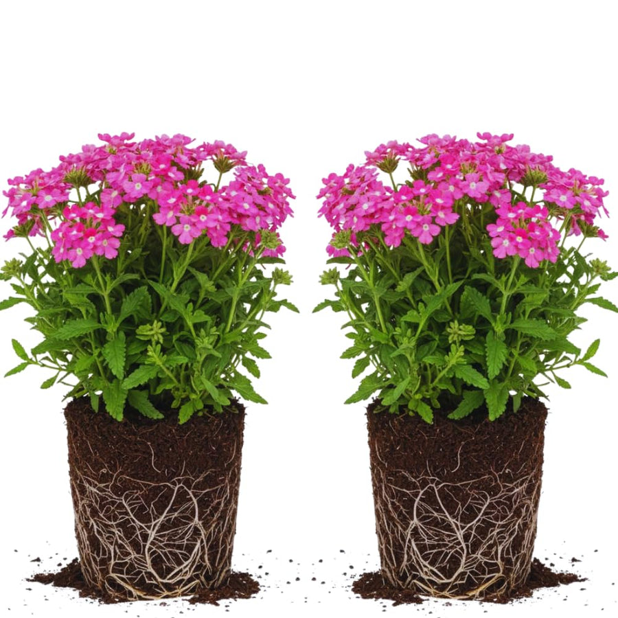 2 Pink Verbena Plants Live for Planting, Colorful Blooming Flower Plant, Verbena Live Plants, 5 to 7 Inc Tall