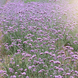 1200 Moss Verbena Seeds, Perennial Ground Cover, Purple Flower Seeds