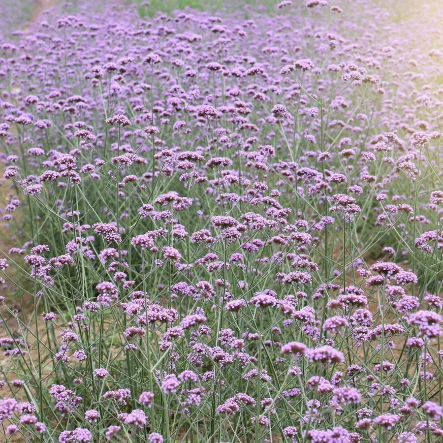 1200 Moss Verbena Seeds, Perennial Ground Cover, Purple Flower Seeds