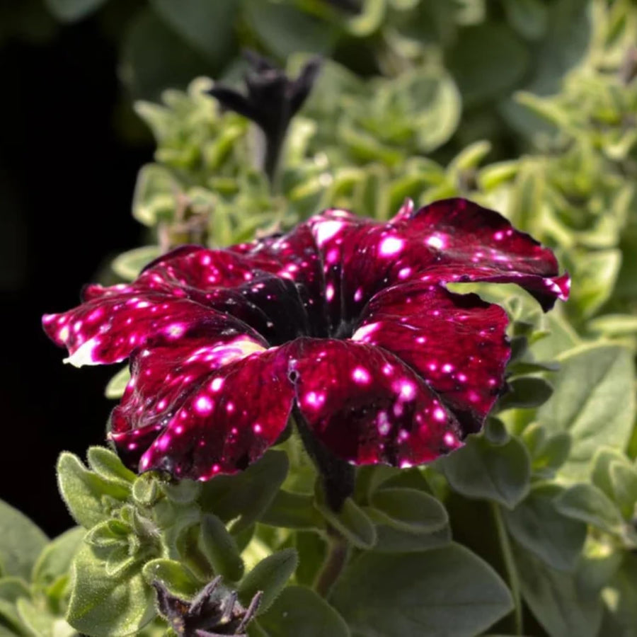2 Sky Petunia Plants Live, Vibrant Flowering Seedlings, 5-9 Inches Tall for Outdoor Spaces, Petunia Flowers