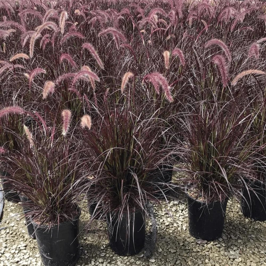 2 Purple Fountain Grass Live Plants, Perennial Grass Clumps for Outdoor Landscaping Growing, Ornamental Grasses Ready to Grow 4-9 Inches