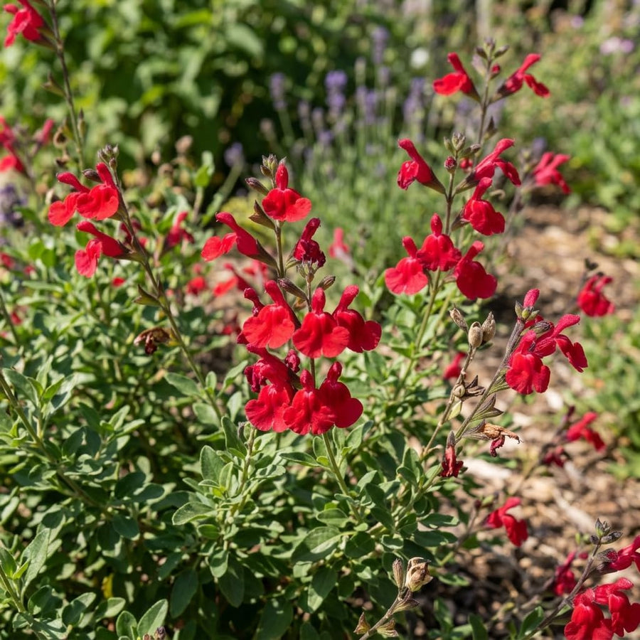 Red Salvia Live Plant in 4 Inch Pot, Bright Red Blooming Salvia Perennial Flower for Outdoor Garden and Containers