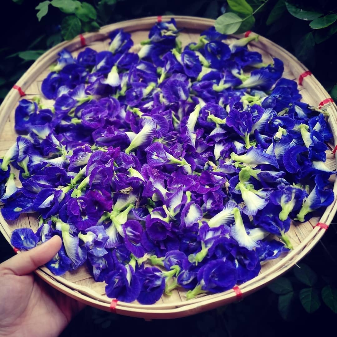 Butterfly Pea Plant Live, Blue Butterfly Flower Vine Plant Live Gardening, 6 to 9 Inc Tall, Half Gallon Pot