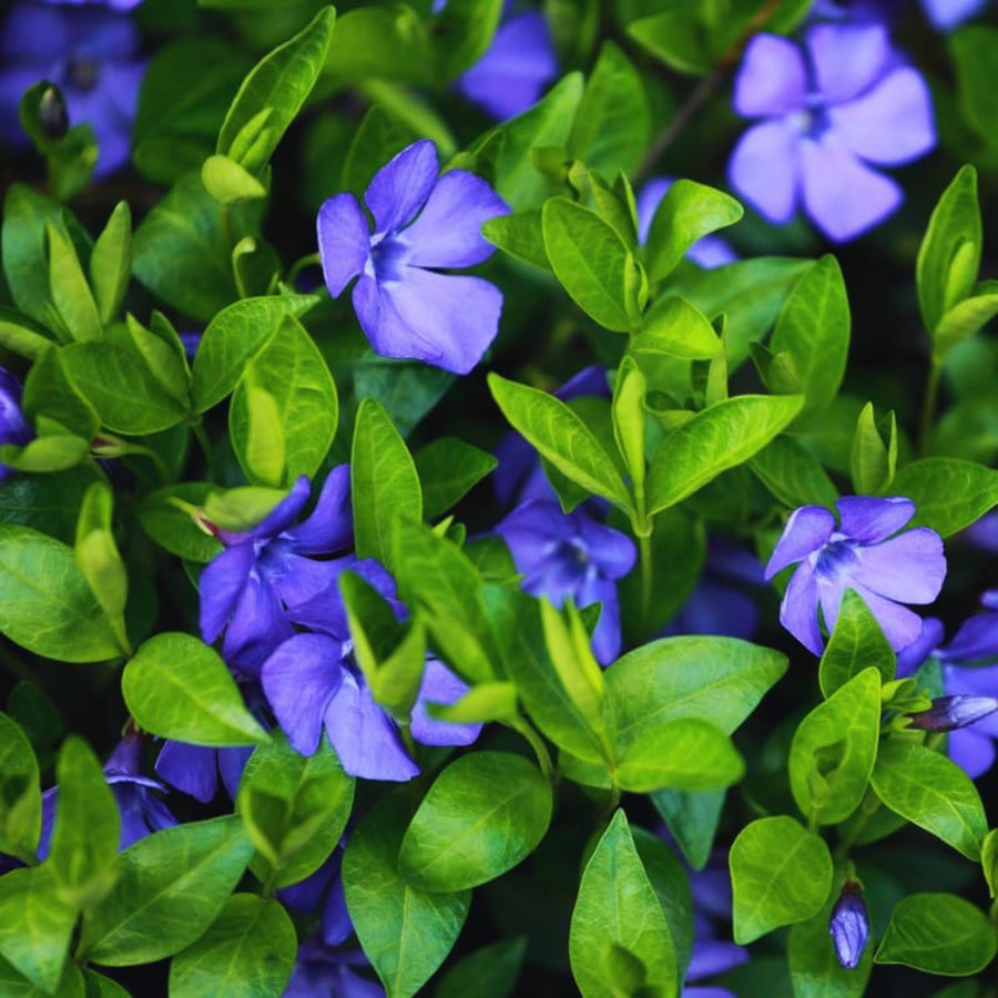 24 Vinca Plants Live for Planting, Periwinkle Plants Live for Planting, Vinca Minor Ground Cover Vine Bare Roots, 6 Inc - 10 Inc Tall