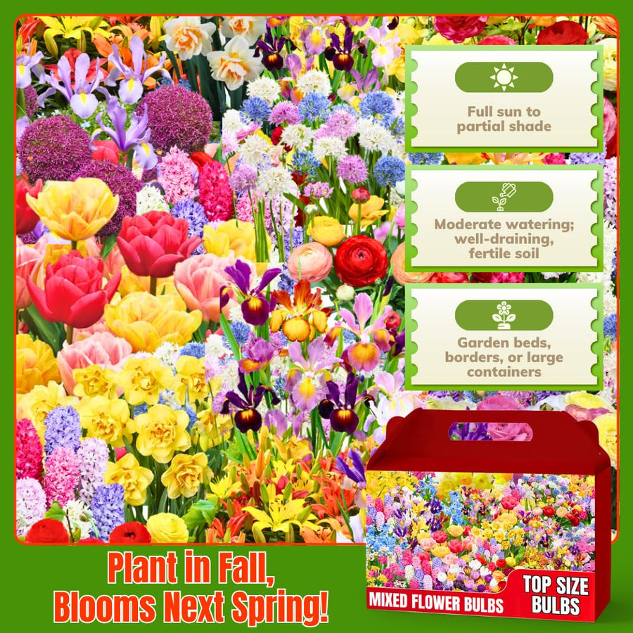 40 Mix Spring Flower Bulbs for Fall Planting, Colorful Flower Bulbs Perennial Outdoor, Top Size Bulb