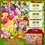 60 Mix Spring Flower Bulbs for Fall Planting, Colorful Flower Bulbs Perennial Outdoor, Top Size Bulb for Garden