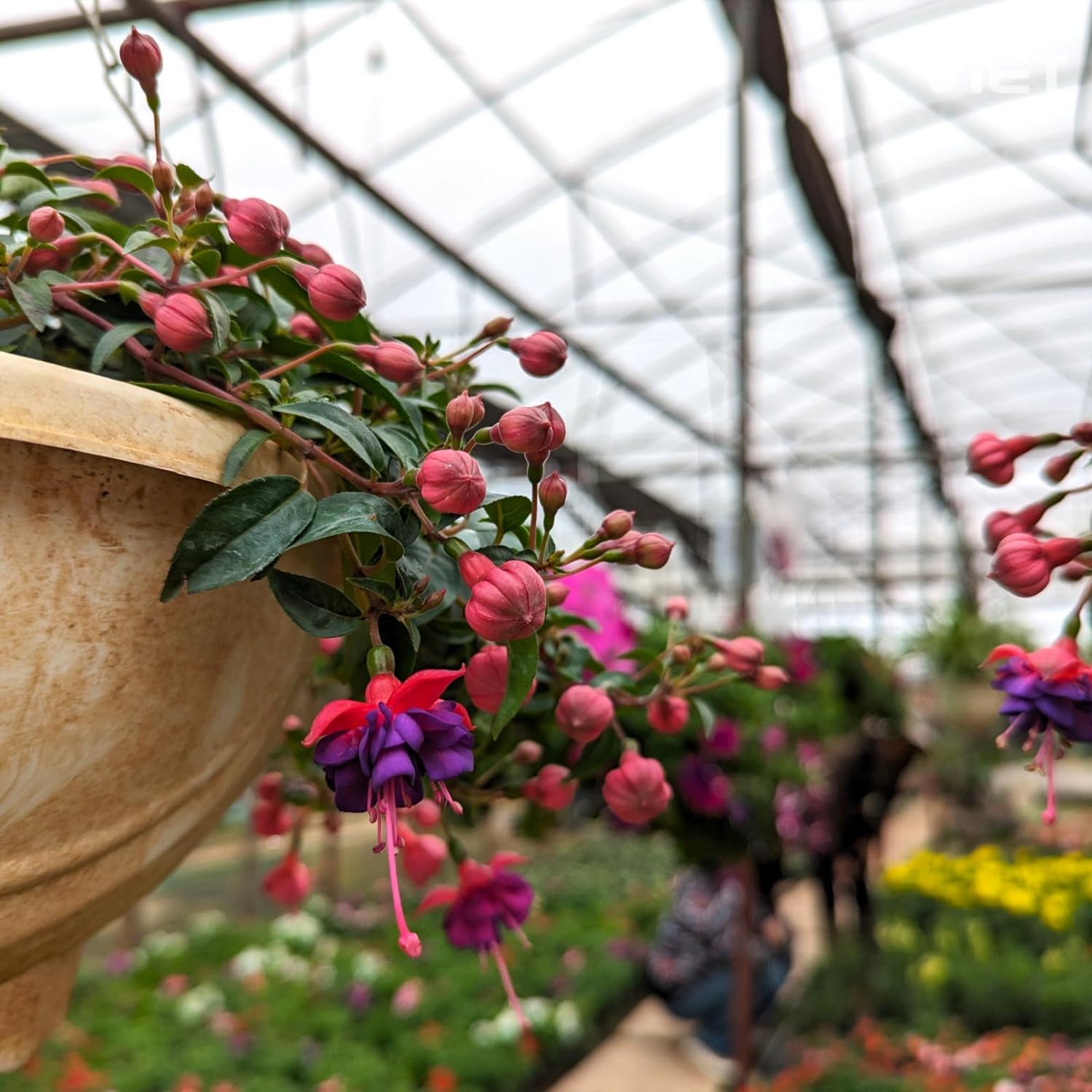 4 Blue Eyes Fuchsia Plants Live, 4 Inches Pot, Fuchsia Plants Live from 4 Inc Tall