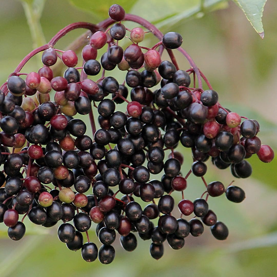 Sweet Black Elderberry Plant Live, 1.5 to 2.5 Feet Tall in 1 Gallon Pot, Hardy Fruit-Producing Shrub for Outdoor Planting