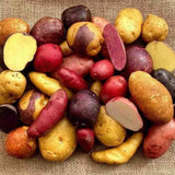 High Yielding Mixed Potato Tubers, 1 Pound of Russet, Yukon, Red Potatoes Plants Bulbs for Outdoor Growing,Vegetables Heirloom Potato Seeds Live Tuber for Home Garden