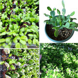 1 Easter Cactus Plant Live, Spring Cactus Live Plant, 4-8 Inch Height, Holiday Blooms for Outdoor Spaces, No Pot, Bareroot (Pink)