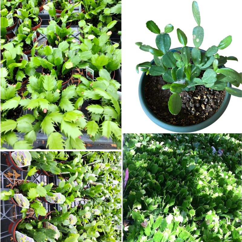 1 Easter Cactus Plant Live, Spring Cactus Live Plant, 4-8 Inch Height, Holiday Blooms for Outdoor Spaces, No Pot, Bareroot (Pink)