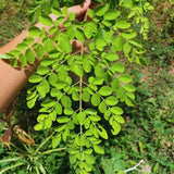 Set 2 Moringa Oleifera Drumstick Plant, Moringa Trees Live Plants, 4 to 6 Inc Tall Long, Tropical Herb Plant Garden Growing Inside or Outside, 2 Plants per Pot