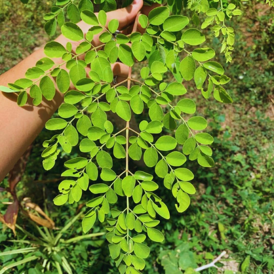 Set 2 Moringa Oleifera Drumstick Plant, Moringa Trees Live Plants, 4 to 6 Inc Tall Long, Tropical Herb Plant Garden Growing Inside or Outside, 2 Plants per Pot