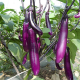 Live Eggplant Plant, Purple Eggplant Live, 4-7 Inches Tall in 4'' Pot, Long Vegetable Plant for Outdoor Garden