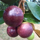 Star Apple Tree Live Plant, Purple Star Apple Plant Live, 1 Gallon Pot, 2-3 Feet Tropical Fruit Tree