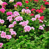 Pink White Geranium Plants Live, 2 Plants, Geranium Flower Plants, Size Plant 4 Inches