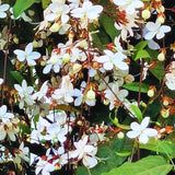 1 Clerodendrum Wallichii Plant Smithianum - Light Bulb White Chain of Glory Clerodendrum Live Plant - 4-9 Inc Tall - Great for Beautifying Indoor and Outdoor Spaces