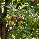 Set 2 Pecan Bareroots, Pecan Trees Live for Planting, Live Well Rooted, 8-10 Inches Tall