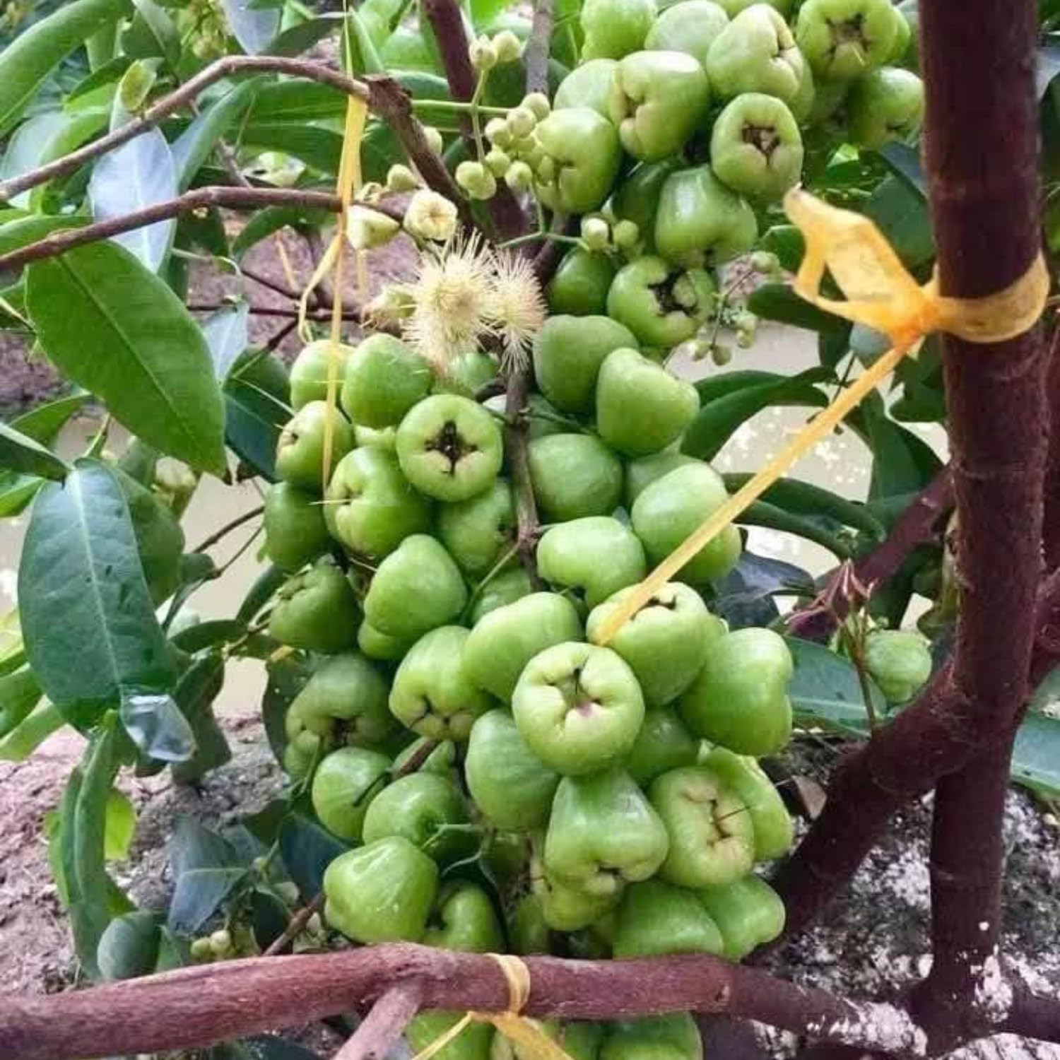 Sweet Green Wax Apple Tree Live Plant, 3 Feet Tall Tropical Fruit Tree, Zones 9-11 for Outdoor Indoor Planting, Rare Fruit