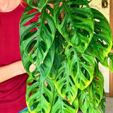 2 Swiss Cheese Plants Live, Monstera Live Plants, Swiss Cheese Philodendron House Plants for Planting, Rare Leaf Monstera 4 to 6 Leaves (Monstera Adansonii Narrow Leaf)